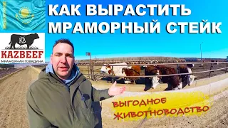 Почему у Казахстана получилось животноводство. Технология производства мраморная говядина.