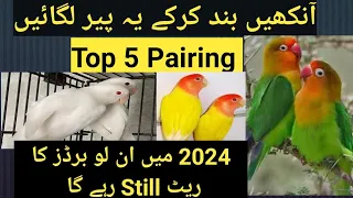 in 5 love birds ki pairing karen high profit #lovebirds #albino #mutation #opline #pets #goodaviary