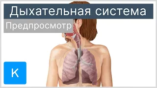 Дыхательная система (предпросмотр) - Анатомия человека | Kenhub