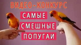 САМЫЕ СМЕШНЫЕ ПОПУГАИ | ВИДЕО КОНКУРС | ВЫПУСК 2