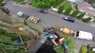 Crazy Close Call - Tree Topping Near Miss