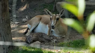 Tier-Geburt einer kleinen Gazelle im Zoo Karlsruhe, Juli 2021