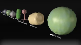 Virus Size Comparison (3D)