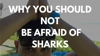 Why you shouldn't be afraid of sharks