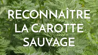 Reconnaître la carotte sauvage