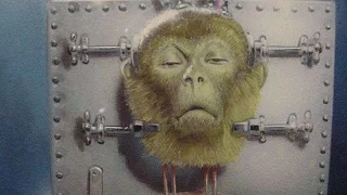 Surgeon Performs Successful Head Transplant On A Monkey