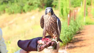 Baby Falcon First Training