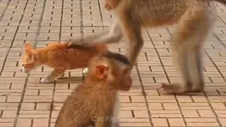 とても貧乏! サルの間で失われた子猫, So poor ! Kitten lost among monkeys