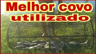 mellhor covo e mais eficaz de todos ( VALE A PENA ASSISTIR) DEI OS PEIXES