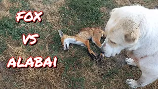 // Нападения ЛИСЫ на АЛАБАЯ в моём дворе// #fox vs alabai // Вторая группа откорма поросят