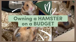 Owning a HAMSTER on a BUDGET 🌷🐹