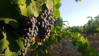 Options and considerations for dealing with unharvested fruit in smoke-affected vineyards