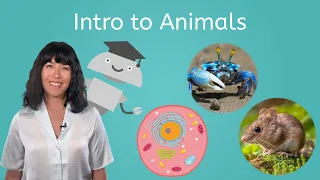 Intro to Animals - Biology for Teens!