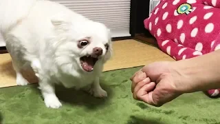 【AngryDog】Do not fart!!