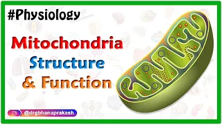 Mitochondria Structure and Function Animation / USMLE Step 1 Physiology