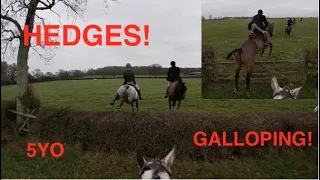 Trail Riding on a Young Horse - Jumping Hedges and lots of Galloping | Equestrian