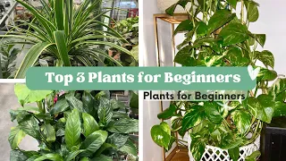 My Top 3 recommended Plants for Beginners!