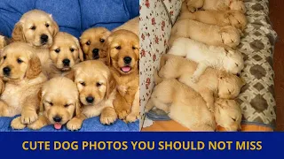 Cute dog photos | Cute puppies images | Dog photos dog pictures | Small dogs playing together | P44