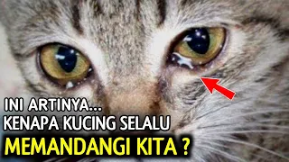 Kenapa Kucing Sering Menatap Kita ? Ini Alasannya Menurut Islam