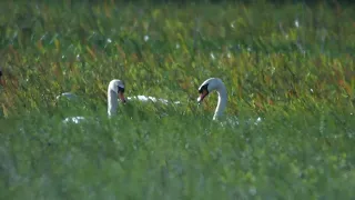 21.4.24 Cygne chanteur (Cygnus cygnus, Whooper Swan)