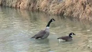 2013 Feb  24 Attack of the Geese