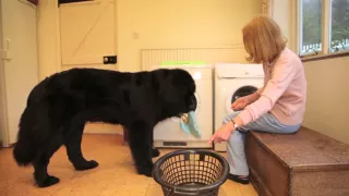 Chloe The Newfoundland - Personal Assistant and Home Help