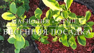 Магнолия « Genie » / Весенняя посадка