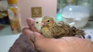 Hand Feeding Canary And Zebra Finch Baby 20230226