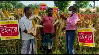 Hindi - Farmer Testimonial On Maize Winner NMH-8352