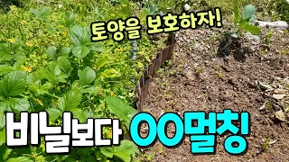 지피식물을 이용한 주말농장 멀칭🌿내게 딱 맞는 멀칭법 찾기! 비닐을 대체할 수 있는 다양한 멀칭재/피복작물 이용하기