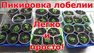 Пикировка лобелии - очень простой способ! Выращивание рассады лобелии, уход после пикировки