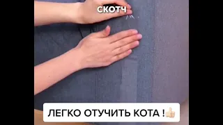 Как отучить Кота драть все подряд👌