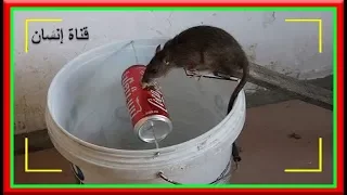 أفضل حل للقضاء على الفئران | أصنع بنفسك فخ للفئران بأستخدام CoCa CoLa Cans أفضل من أي وقت مضى