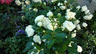 Белые розы в саду. Три  белые флорибунды.