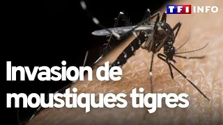Moustiques tigres : comment expliquer leur prolifération en France ?