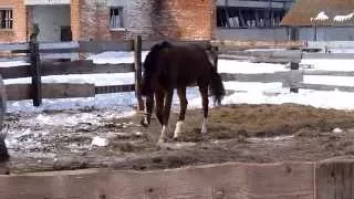 Прогулка лошадей в леваде после работы