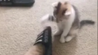 Adorable little kitten gets head stuck inside sandal