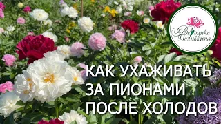 Возрождение красоты: шаги по уходу за пионами после сильных холодов