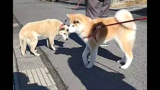 秋田犬 雪　実家のおばあちゃん犬と一緒に散歩😊