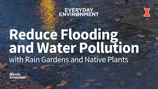 Reduce Flooding & Water Pollution with Rain Gardens and Native Plants