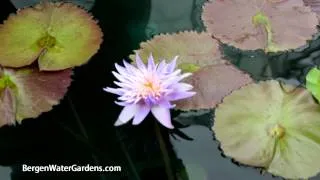 Nymphaea 'Alexis'  annual waterlily