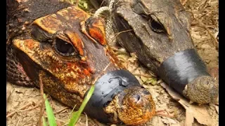 Mysterious orange cave crocodiles that live in darkness are mutating into a new species