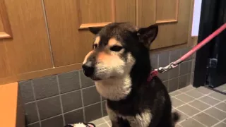 マムシに噛まれた柴犬ラッキー  ( The name of a dog bitten by a poisonous snake "is lucky")