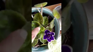 Baby violets in bloom...