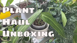 Affordable US Rare Plant Seller - House Plant Haul Unboxing  PLANTS TOP  Anthurium Hoya Philodendron