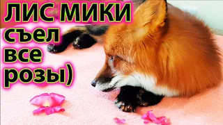 Лис Съел все Розы и Большая Охота на Кота Ваську)) - Жизнь с Лисой / MIKI THE FOX