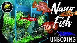 Unboxing So Many Nano Fish - Scarlet Badis, Black Tiger Dario, Galaxy Rasbora, Chilli Rasbora