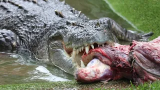 HUGE SALTWATER CROCODILE DEATHROLL! | The Australian Reptile Park