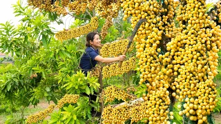 Harvesting Burmese Grape (BON BON Fruits), Clean the garden and plant trees Goes to the market sell