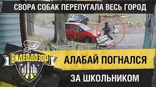 Свора во главе с алабаем гналась за школьником | Видеодозор